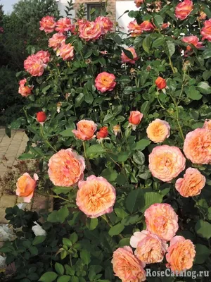 Картинка розы Роза ла вилла котта с высоким разрешением
