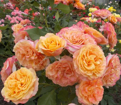 Изображение розы Роза ла вилла котта для скачивания в популярных форматах