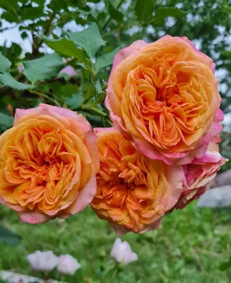 Уникальное изображение розы Роза ла вилла котта в png