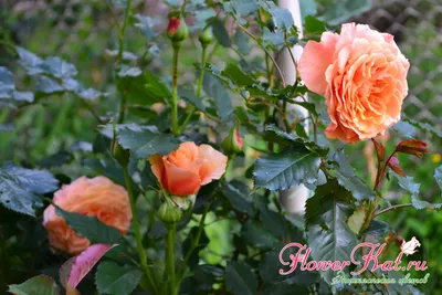 Стильная картинка розы Роза ла вилла котта в webp