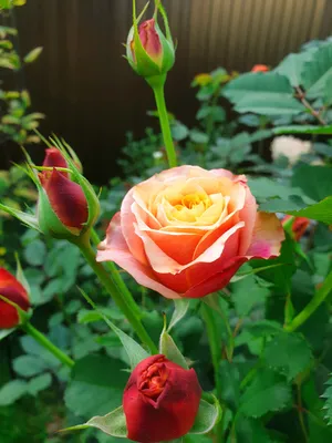 Картинка розы Роза ла вилла котта с высоким качеством