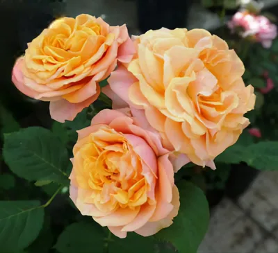 Изображение розы Роза ла вилла котта в популярных форматах для загрузки