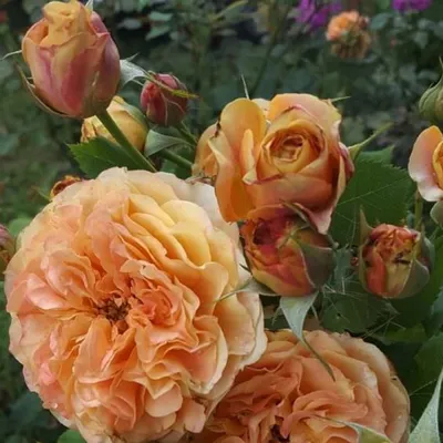 Уникальная картинка розы Роза ла вилла котта в png с возможностью выбора формата