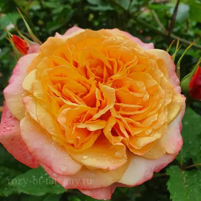 Уникальное изображение розы Роза ла вилла котта в webp