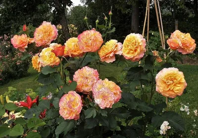 Изображение розы Роза ла вилла котта для скачивания в разных форматах