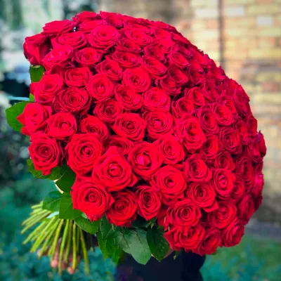 Красивая фотография розы лакшери