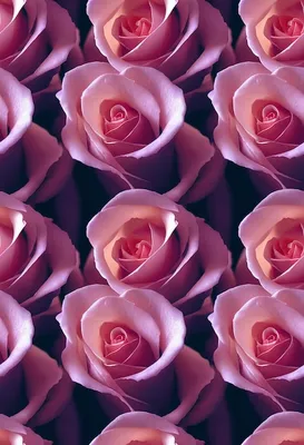 Великолепная картина розы лакшери на фото