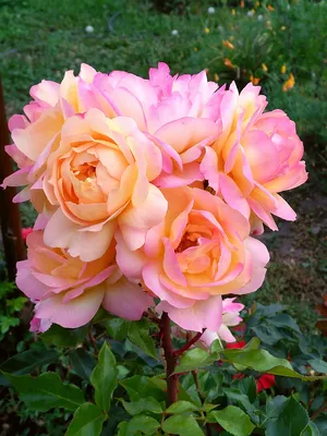 Удивительное изображение Роза лампион в png