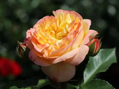 Фотография прекрасной розы Роза лампион