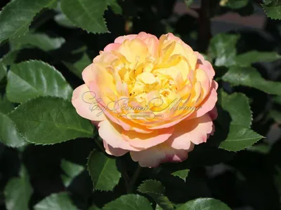 Графическое изображение розы Роза лампион в формате webp