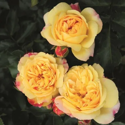 Фотка розы Роза лампион для каталога цветов