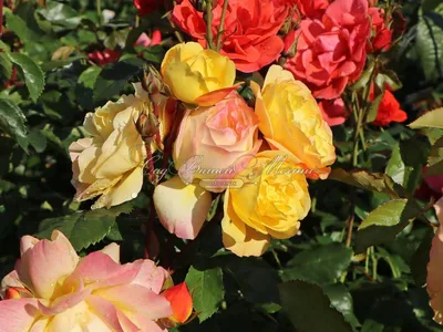 Красочное изображение розы Роза лампион в jpg