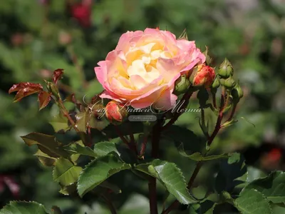 Привлекательная фотография розы Роза лампион
