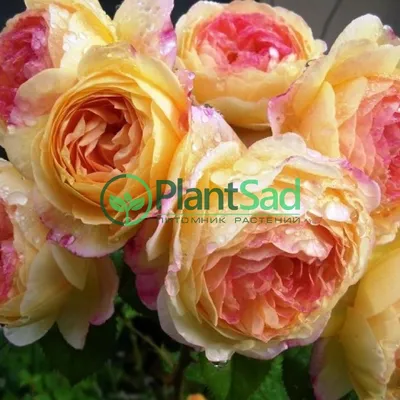 Стильная картинка розы Роза лампион для оформления блога