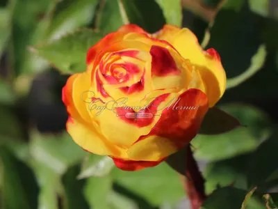 Фото розы Роза лампион в формате png