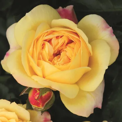 Искусное изображение Роза лампион в webp