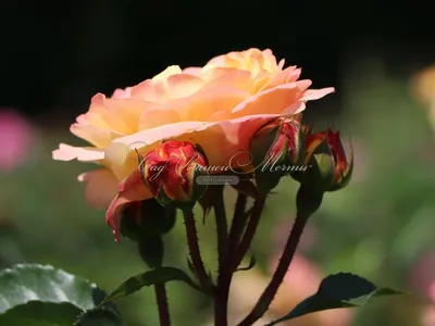 Фотография розы Роза лампион высокого качества