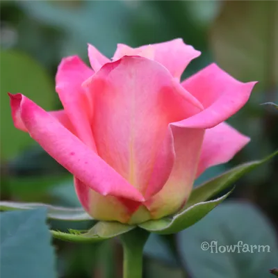 Фотка розы Роза лампион для создания коллажа