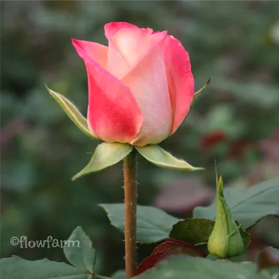 Фото розы Роза лампион для использования в презентации
