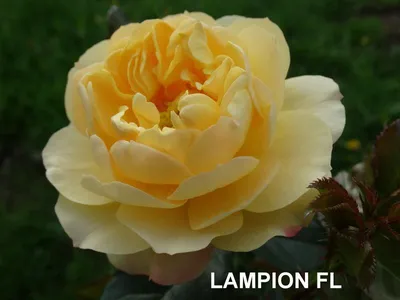Качественная картинка розы Роза лампион в png