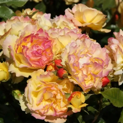 Фото розы Роза лампион для оформления своего сайта