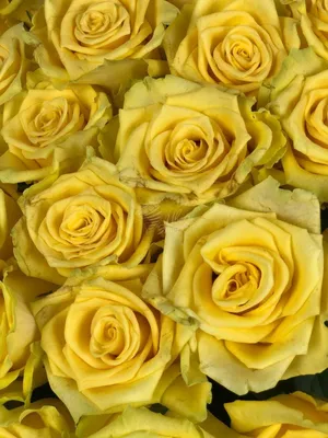 Фотка розы Роза лампион с эффектом размытия