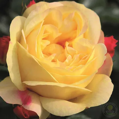 Качественное изображение Роза лампион в jpg