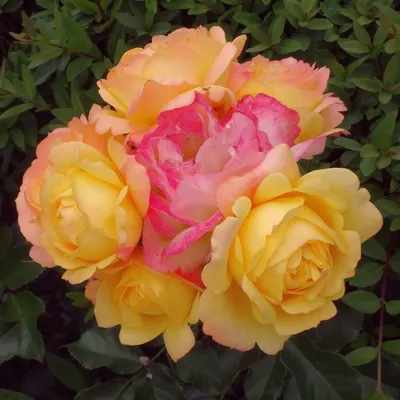 Фото розы Роза лампион в высоком разрешении
