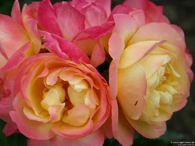 Картинка розы Роза лампион для использования в дизайне