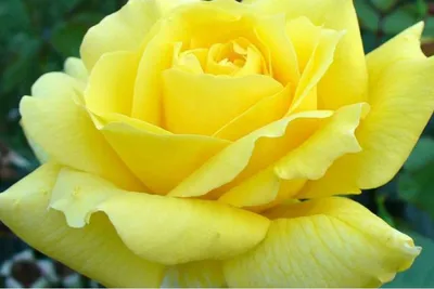Роза ландора в формате jpg