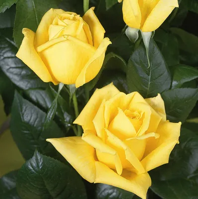 Фото розы ландора в формате png