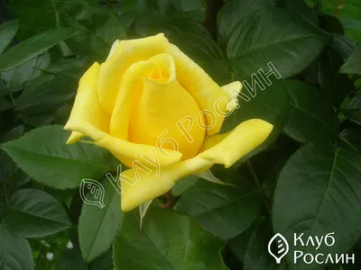 Фотка розы ландора с макроэффектом