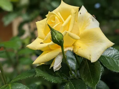 Изображение розы ландора с ретро-стилем