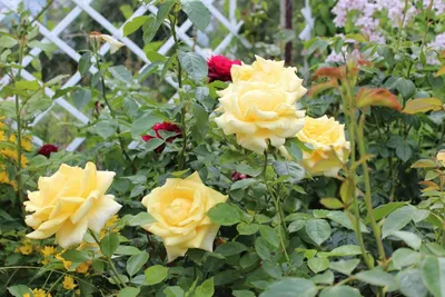 Роза ландора в ярких цветах