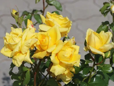 Фотография розы ландора с боковым ракурсом