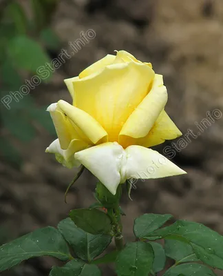 Фото розы ландора с использованием фильтров
