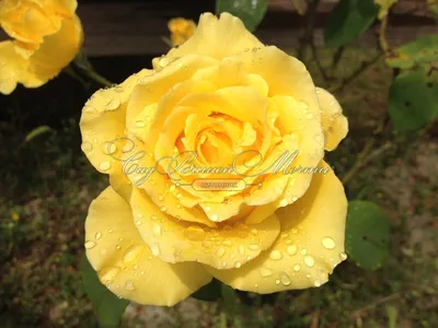 Роза ландора в формате высокой компрессии