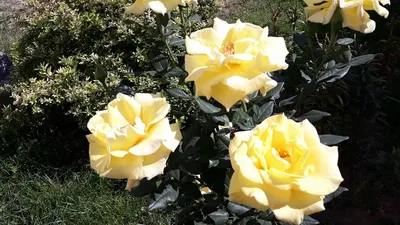 Фотография розы ландора с тенистым фоном