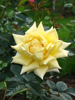 Фотка розы ландора с панорамным ракурсом