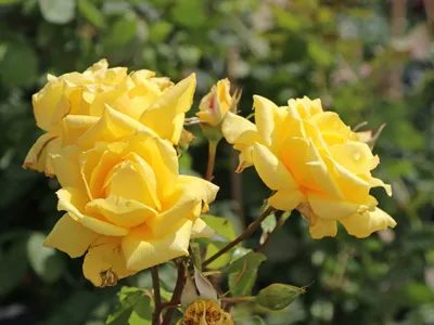 Роза ландора в ретро-винтажном стиле