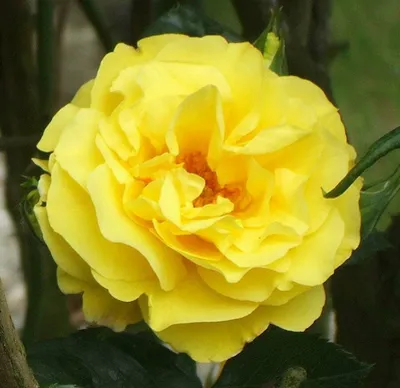 Фотография розы ландора в ярком освещении