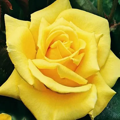 Фотка розы ландора в осеннем окружении