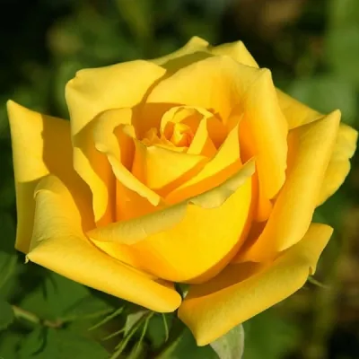 Фотка розы ландора для просмотра