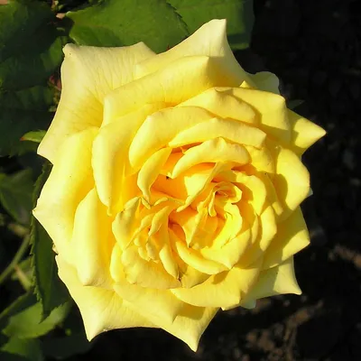 Изображение розы ландора для заднего фона
