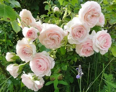 Изображение розы Лариса в png формате