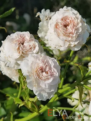 Красивая роза Лариса в фотографии