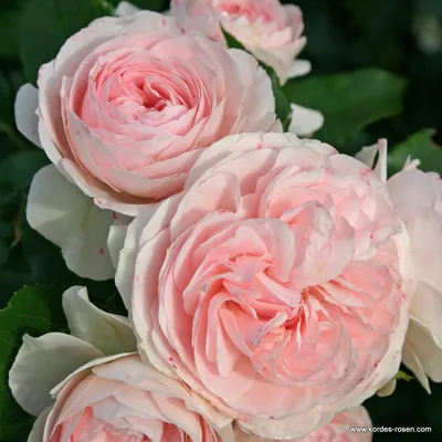 Фотка розы Лариса в формате webp