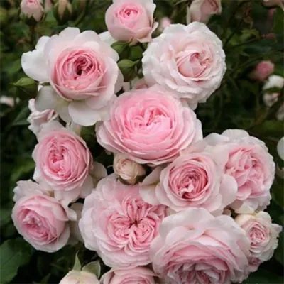 Изображение розы Лариса для скачивания: jpg