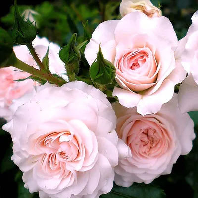 Красивая роза Лариса: фотография