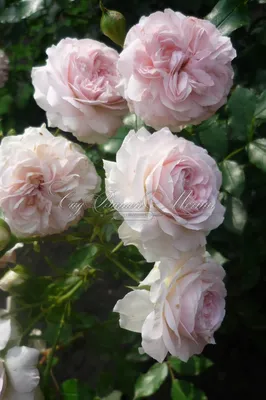 Фото розы Лариса с доступным скачиванием в jpg